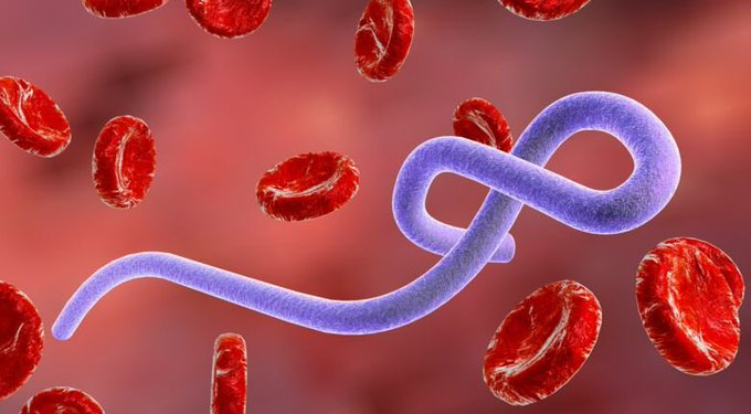Ebola Claims Over 300 Lives in DR Congo One Month After Outbreak