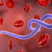 Ebola Claims Over 300 Lives in DR Congo One Month After Outbreak