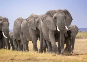 15 Elephants Found Dead Near Amboseli Park as Kenya Launches Urgent Investigation