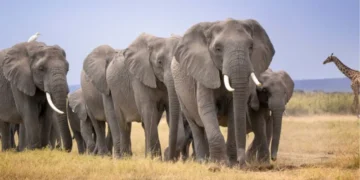 15 Elephants Found Dead Near Amboseli Park as Kenya Launches Urgent Investigation