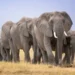 15 Elephants Found Dead Near Amboseli Park as Kenya Launches Urgent Investigation