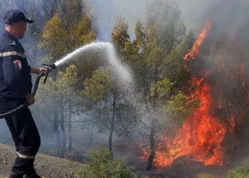 Wildfires Kill 12 in Northern Algeria as Heatwave Fuels Dozens of Blazes